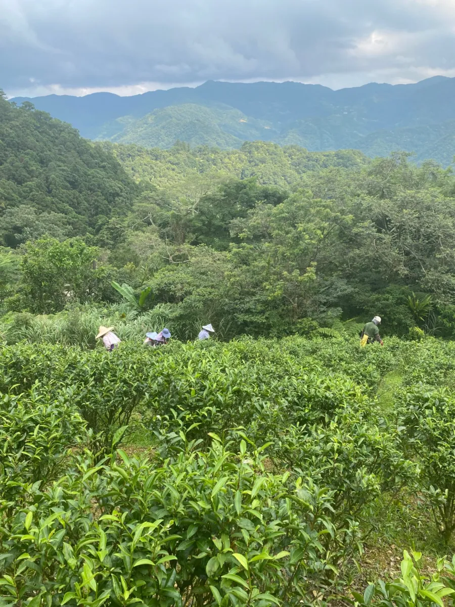 Tea farm · Pinglin